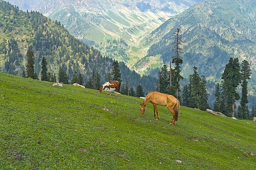 Horses grazing at Trunkol meadow in the Indian Himalayas in Jammu and Kashmir