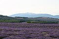 Champ de lavande au pied du mont Ventoux