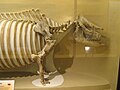Teleoceras head