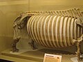 Teleoceras butt