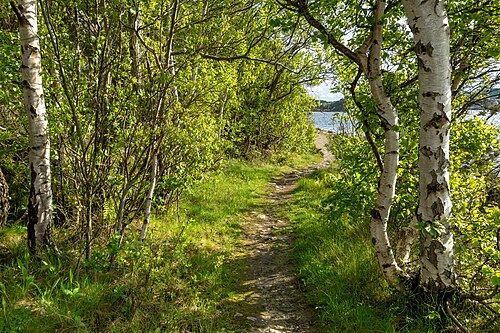 Forest path through dense vegetation on the shore of Brofjorden at Lahälla, Lysekil Municipality, Sweden.