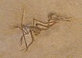 Pterodactylus elegans