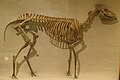 Mesohippus barbouri