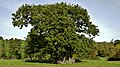 Wyndham's Oak
