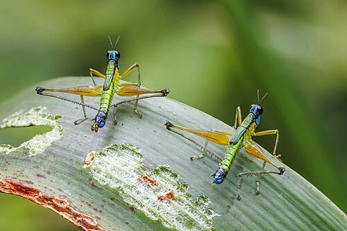 Multicoloured monkey grasshoppers (Homeomastax sp.)
