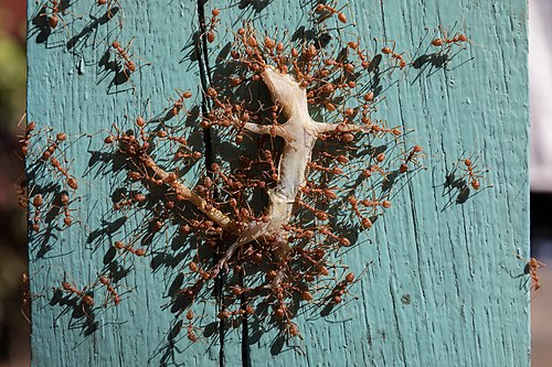 Oecophylla smaragdina (Red weaver ants) transporting a dead gecko, on a beam