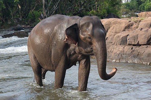 Asian elephant walking in Tad Lo river at golden hour, Bolaven Plateau, Laos