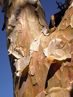 glossy, papery-flaky red bark