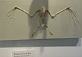 Rousettus leschenaultii