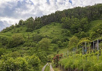 Roman Eisele - Trockenmauern der ehemaligen Weinberge im Naturschutzgebiet Hirschauer Berg