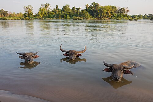 Three Bubalus bubalis (water buffaloes) bathing in the Mekong in Don An (Si Phan Don, Laos)