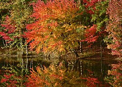 Autumn in Little Rock, Arkansas