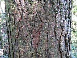 mature, scaly bark, with ruddiness where the top layer of the scale has shed off