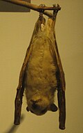 Epomophorus labiatus