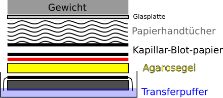 a replacement SVG vector (northern blot)