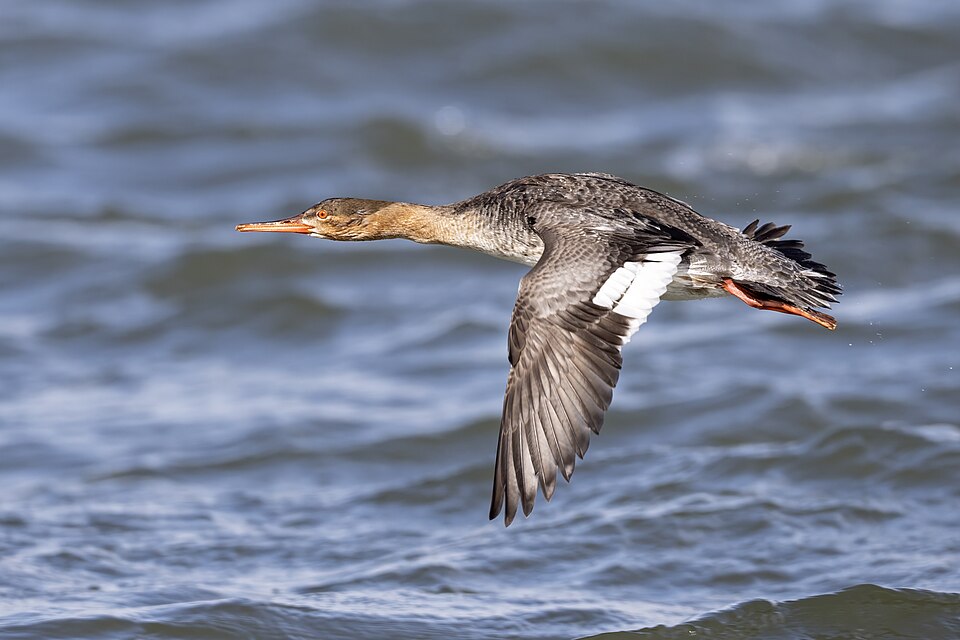 A hen Red-breasted Merganser in flight in the Barnegat Inlet.