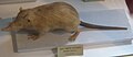 Solenodon paradoxus